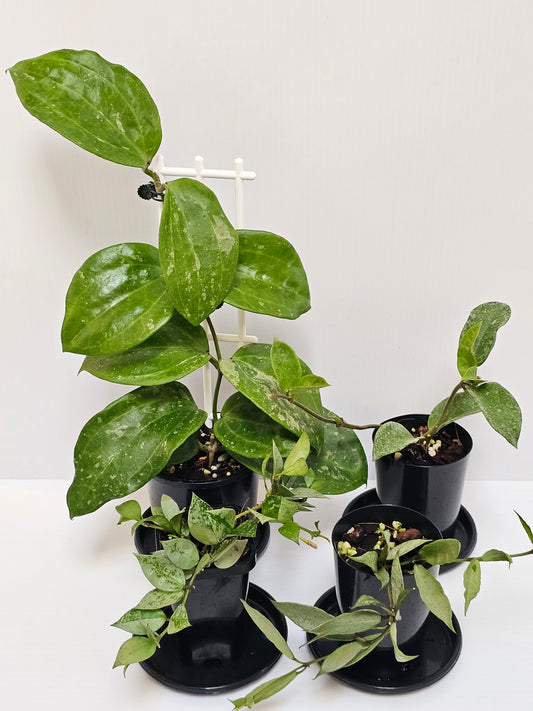 Hoya Silvery Splash Leaf Bundle Pack - #3