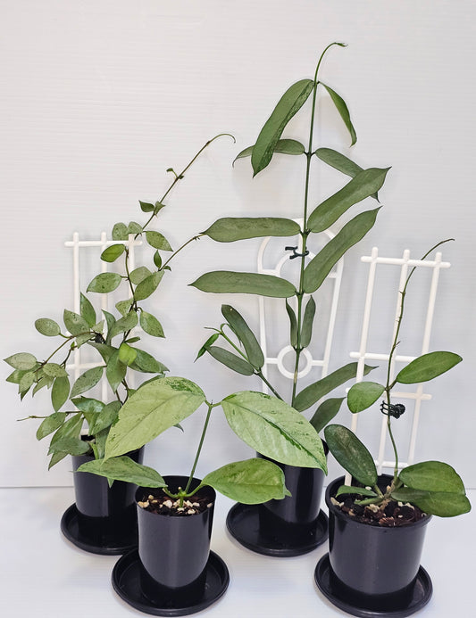 Hoya Silver Leaf Bundle Pack #1