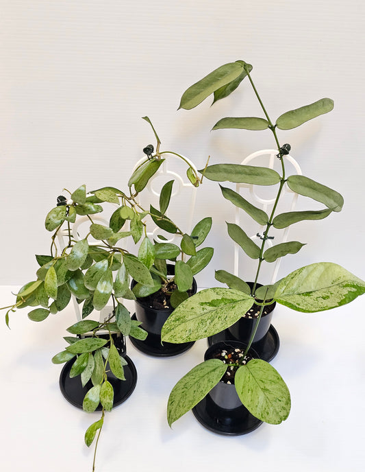 Hoya Silver Leaf Bandle pack #2