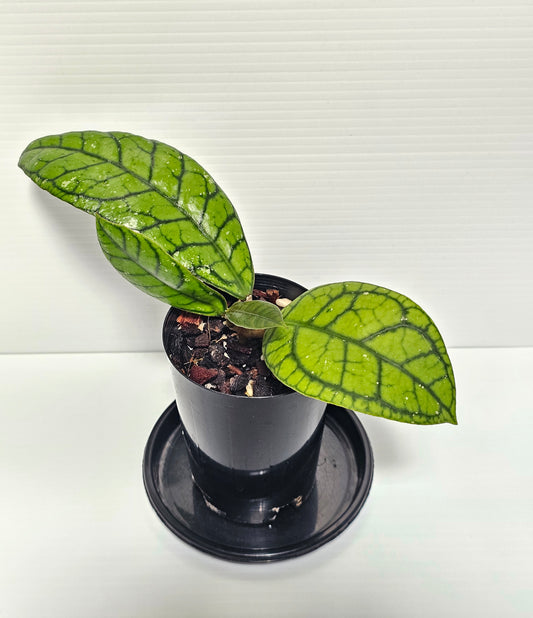 Hoya Callistophylla 'Vena' (Rare)