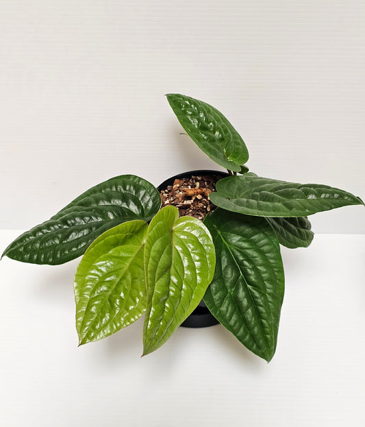 🪴 Anthurium radicans 🪴