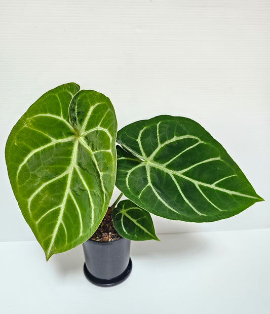 🪴Anthurium doroyaki x🪴