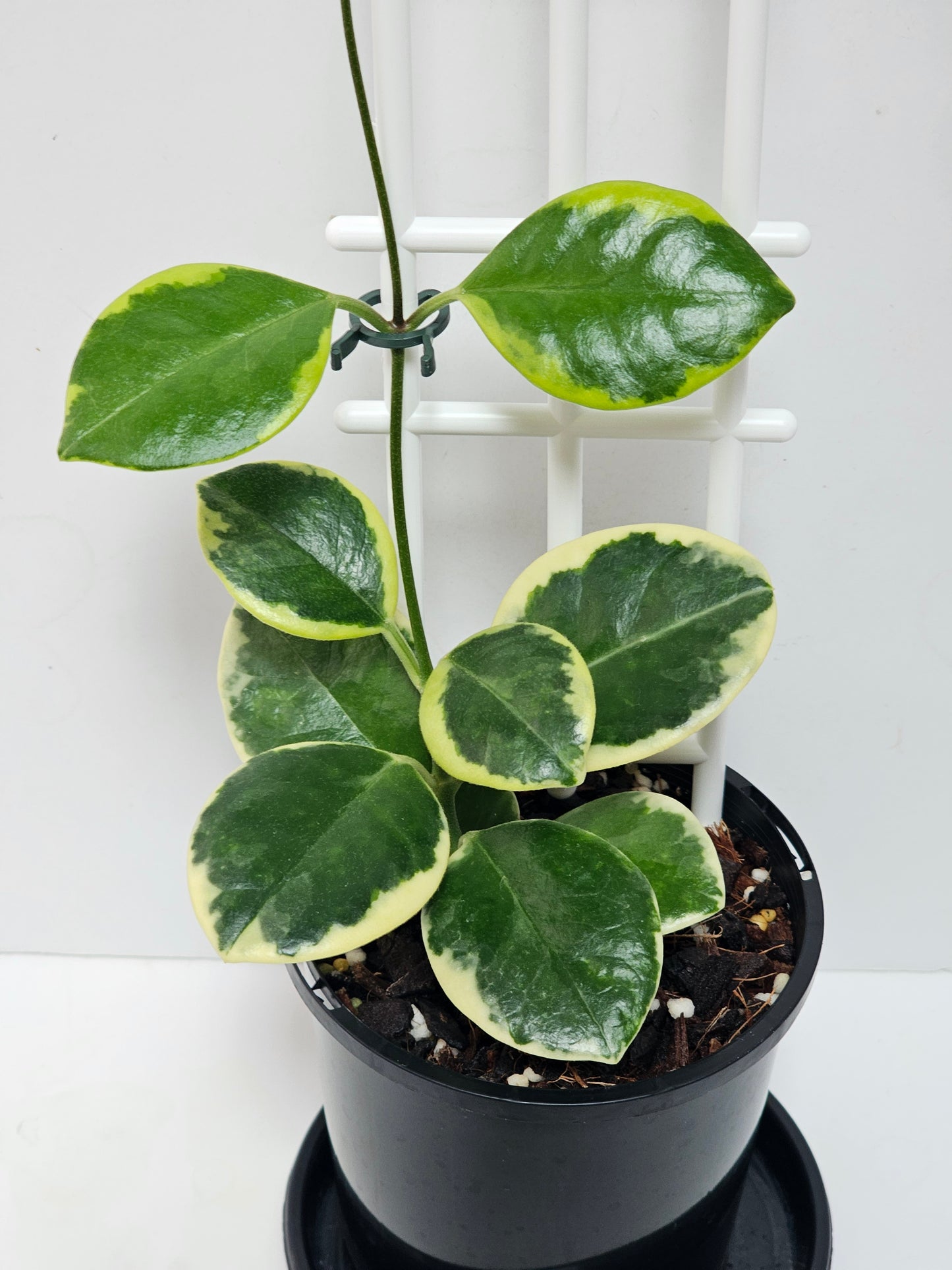 Hoya  australis  'Compacta' Albomarginata