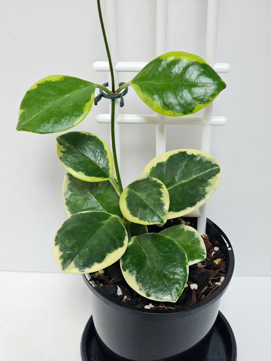 Hoya  australis  'Compacta' Albomarginata