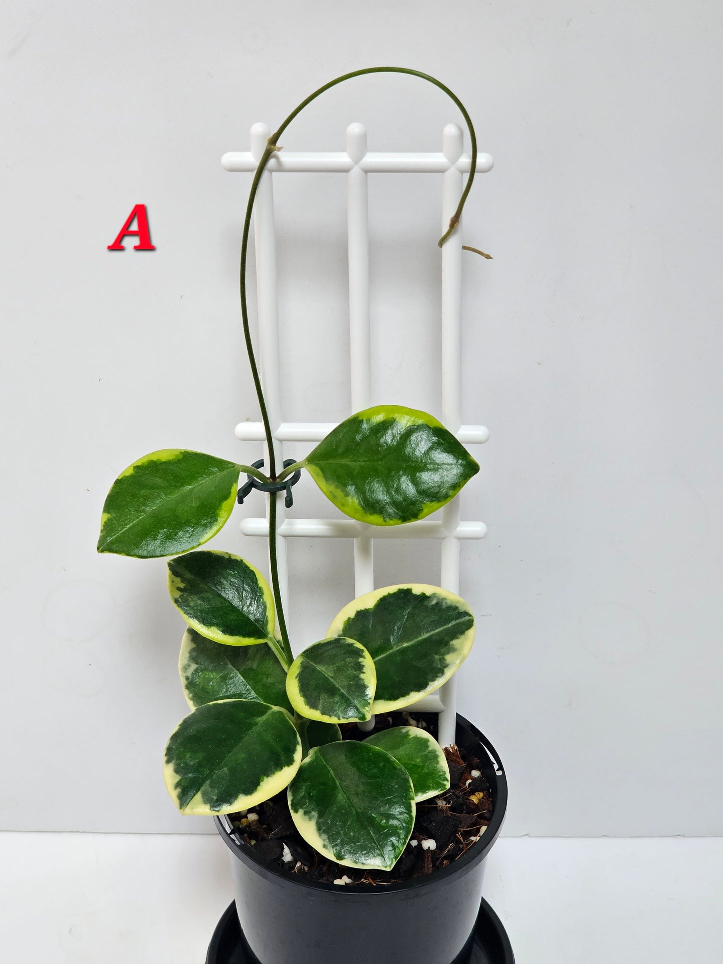 Hoya  australis  'Compacta' Albomarginata