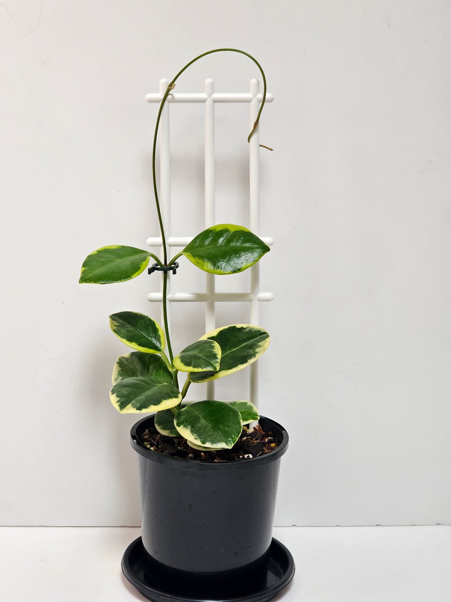 Hoya  australis  'Compacta' Albomarginata