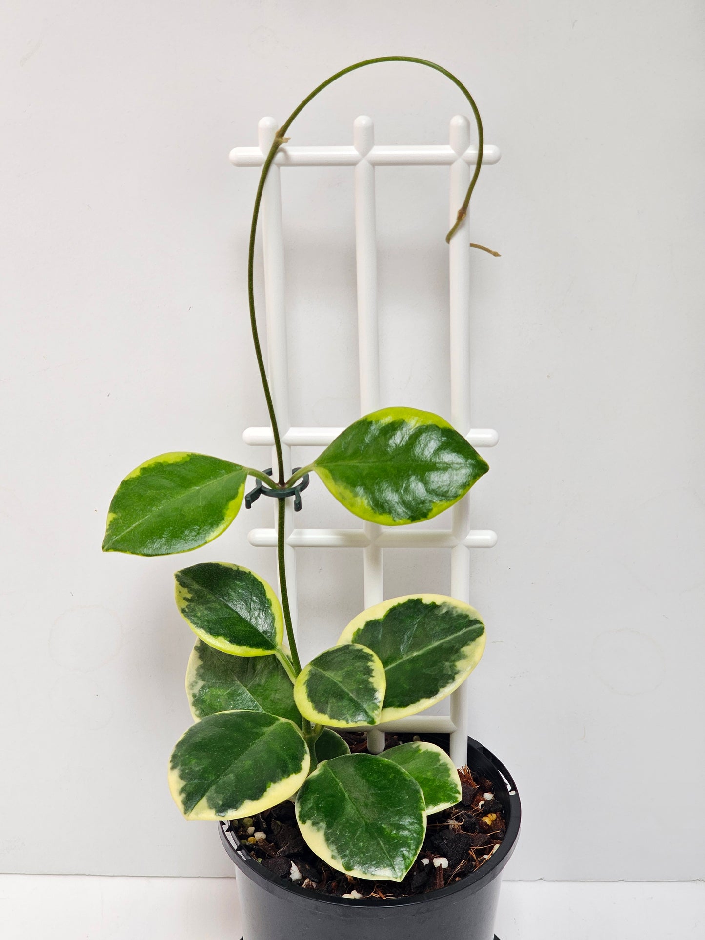 Hoya  australis  'Compacta' Albomarginata