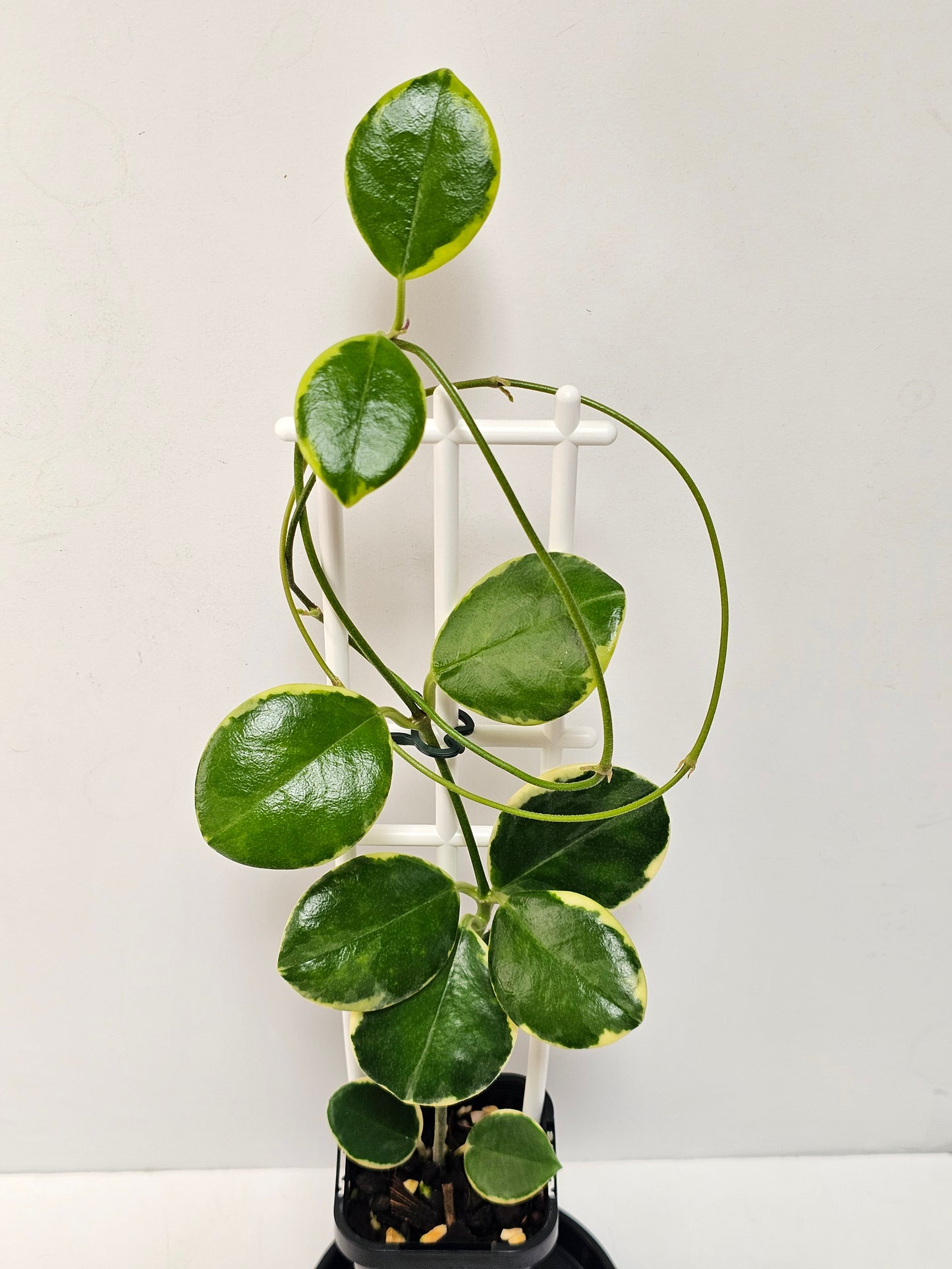 Hoya  australis  'Compacta' Albomarginata