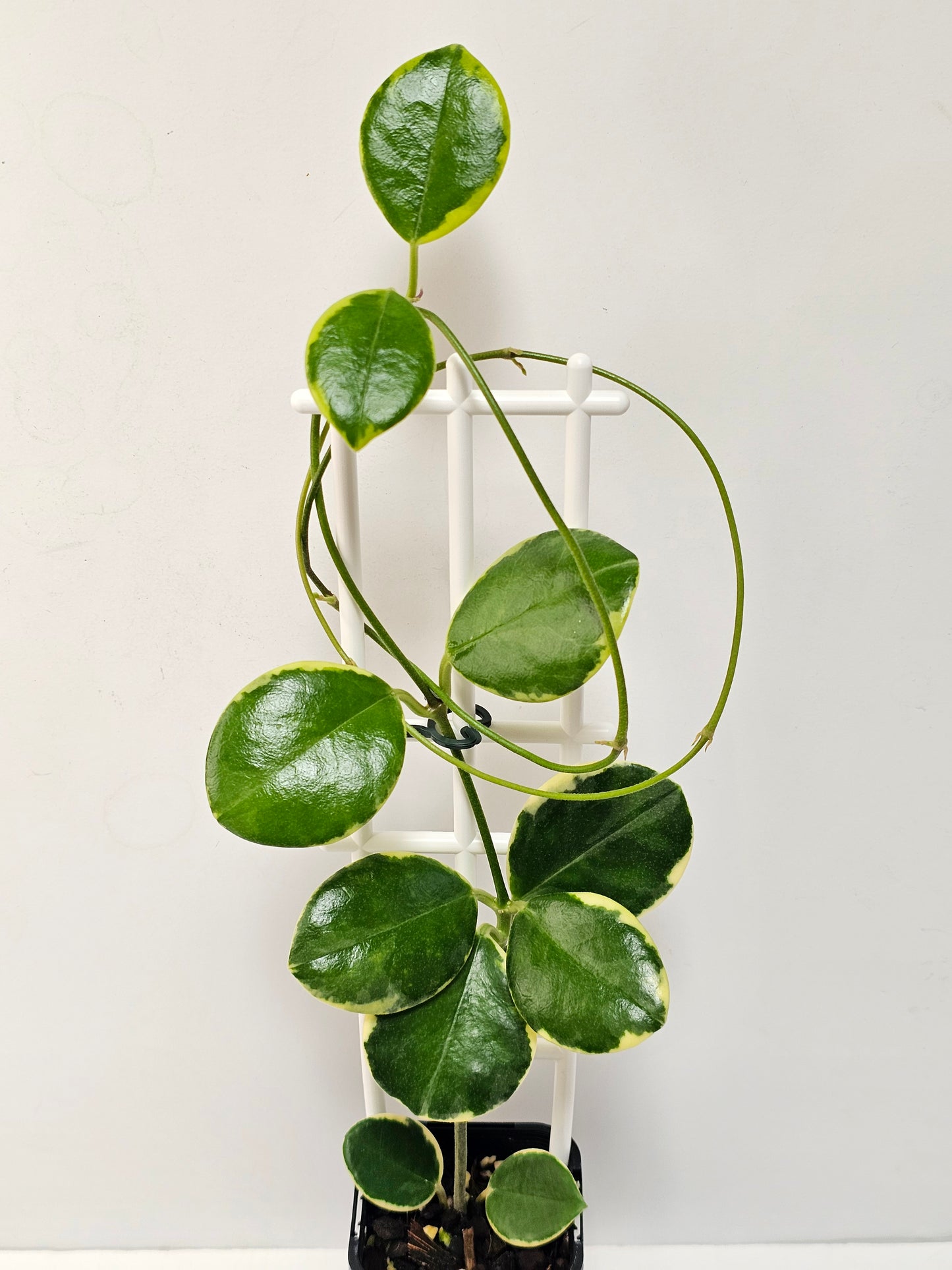 Hoya  australis  'Compacta' Albomarginata