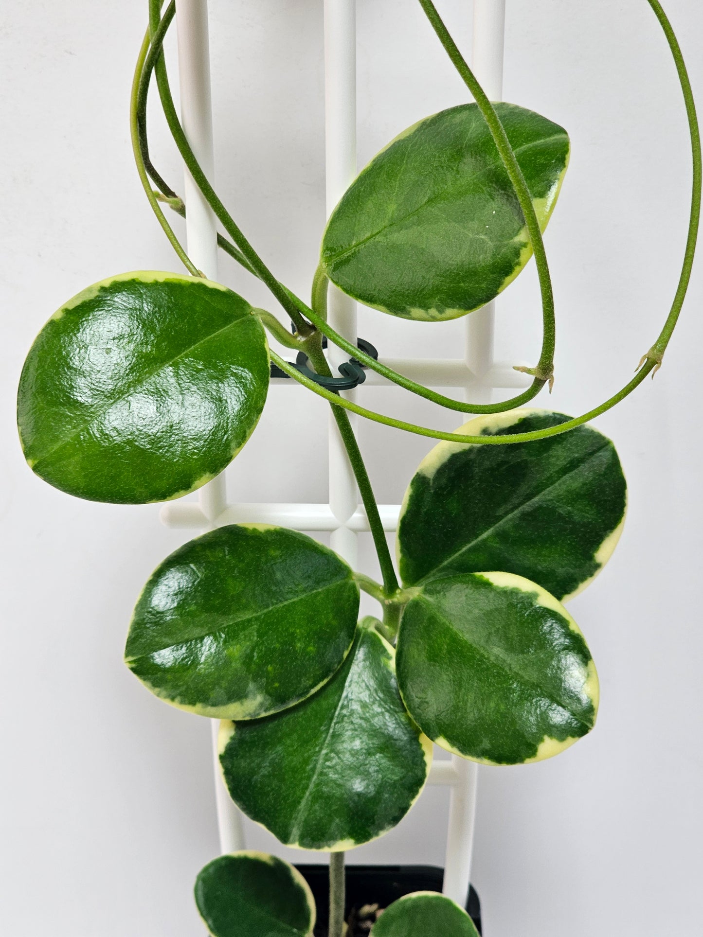 Hoya  australis  'Compacta' Albomarginata