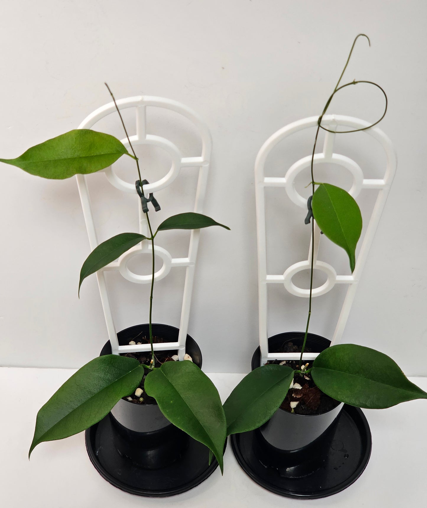 Hoya wallichii ssp. Tenebrosa (Rare)