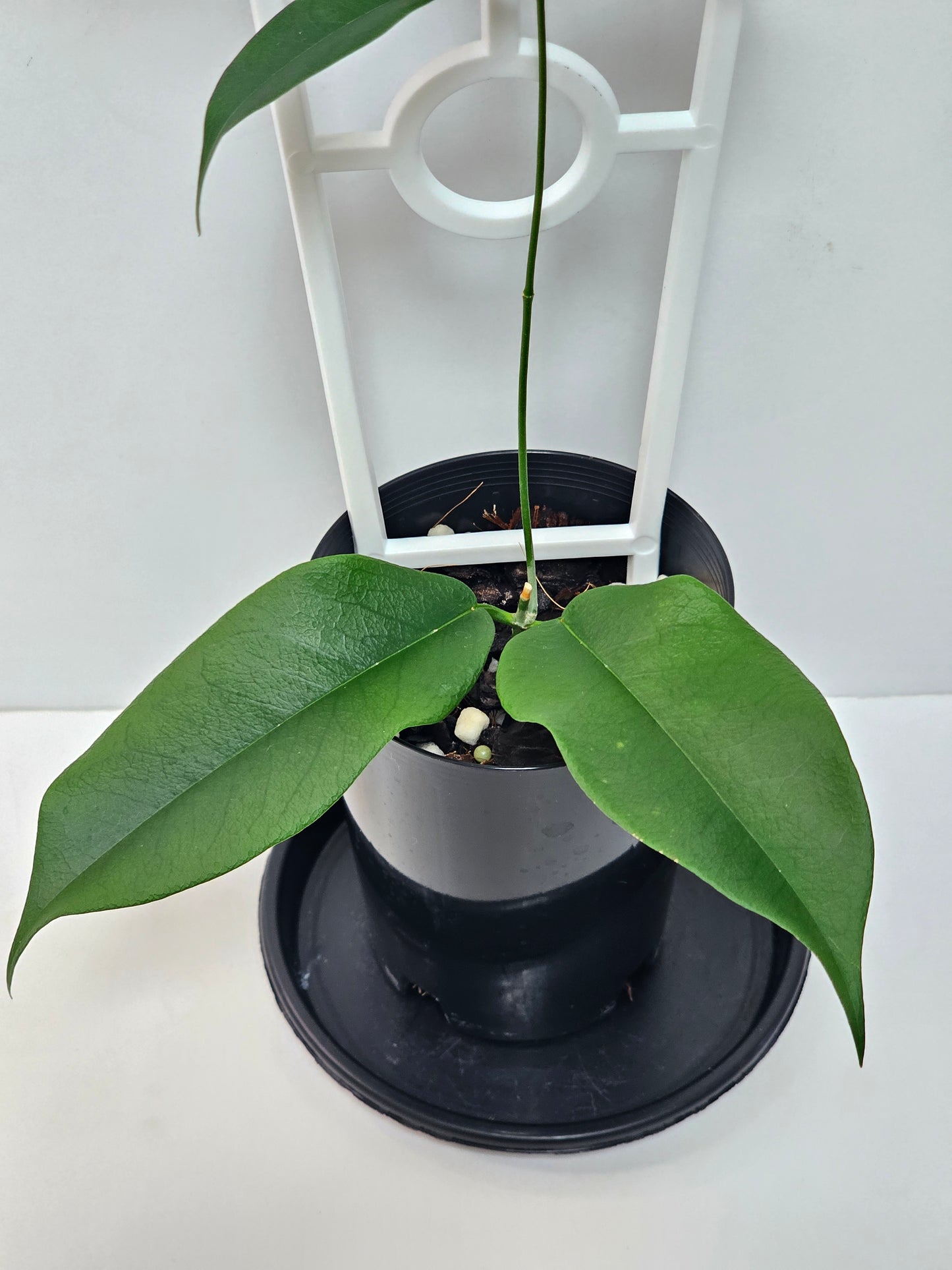 Hoya wallichii ssp. Tenebrosa (Rare)