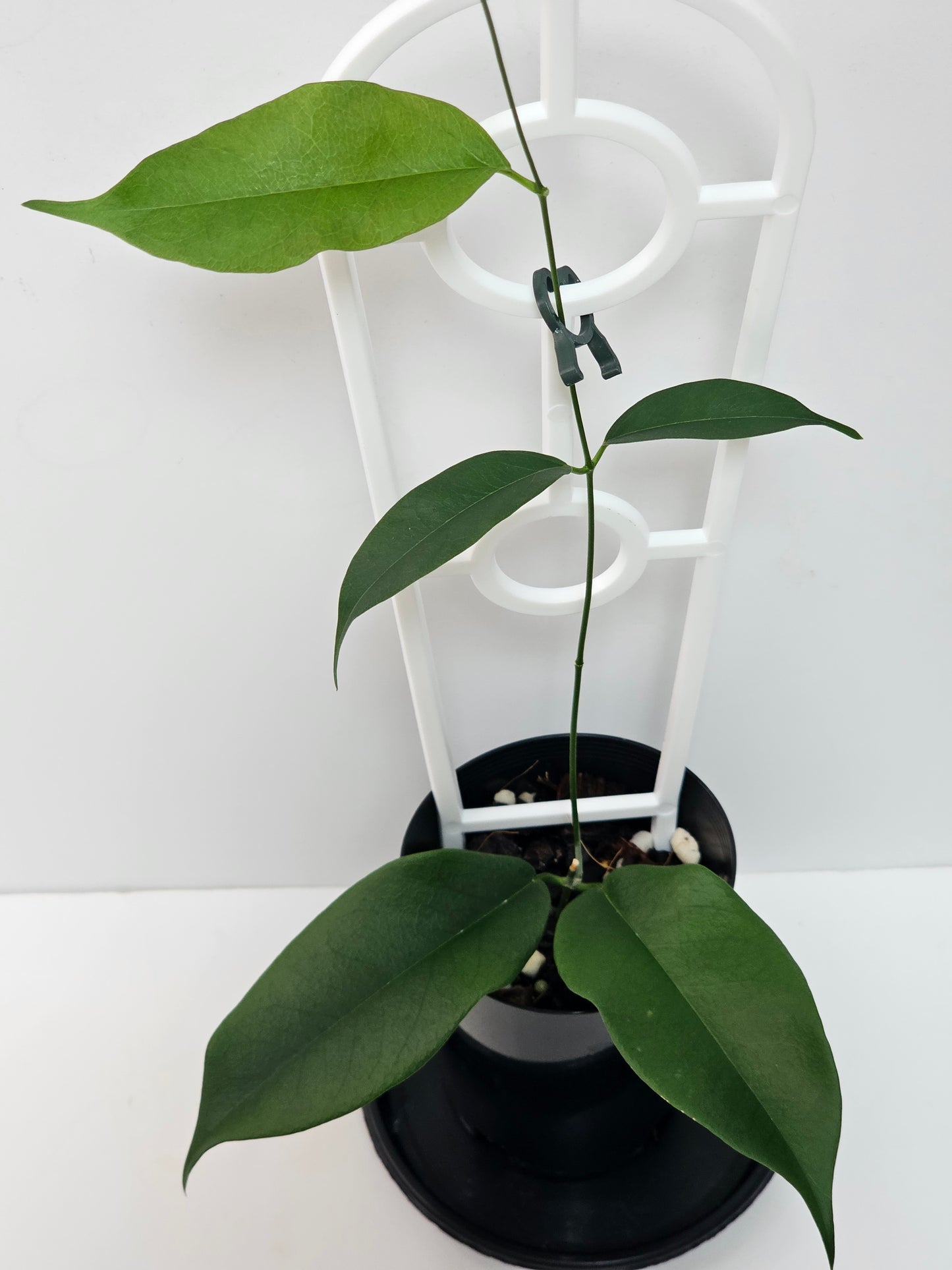 Hoya wallichii ssp. Tenebrosa (Rare)