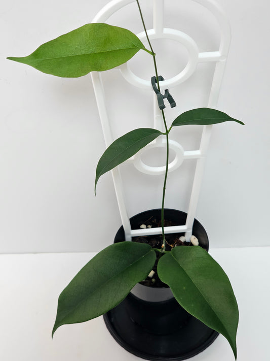 Hoya wallichii ssp. Tenebrosa (Rare)