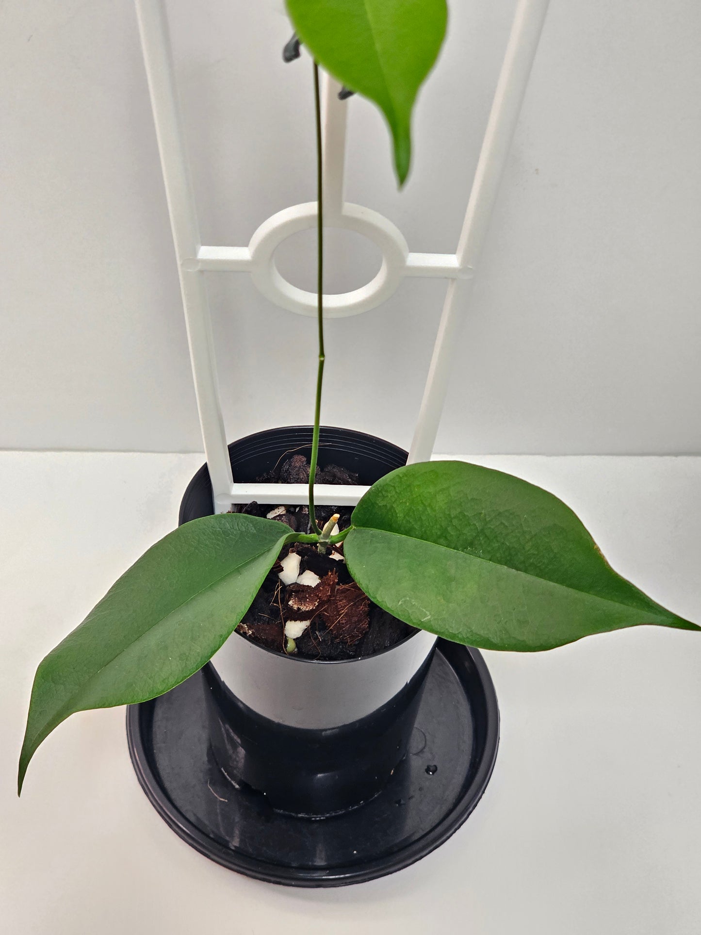 Hoya wallichii ssp. Tenebrosa (Rare)