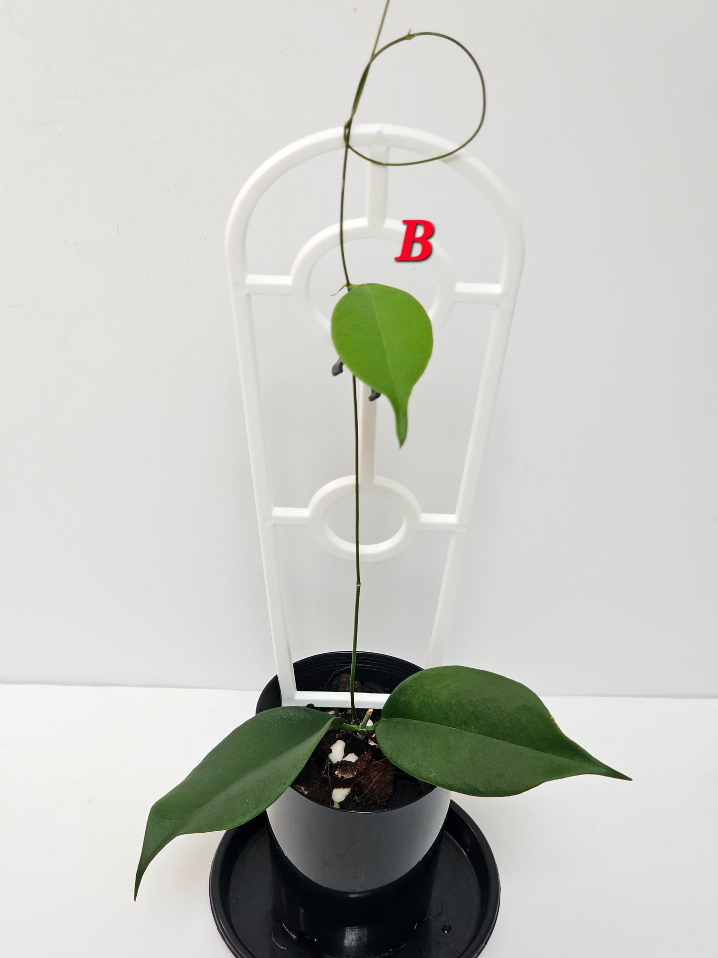 Hoya wallichii ssp. Tenebrosa (Rare)