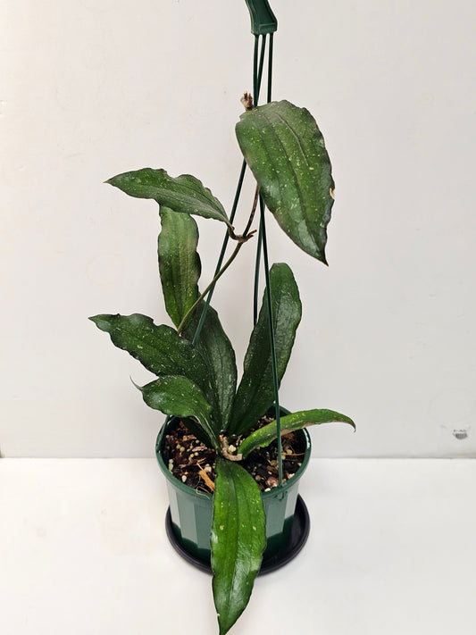 Hoya erythrina
