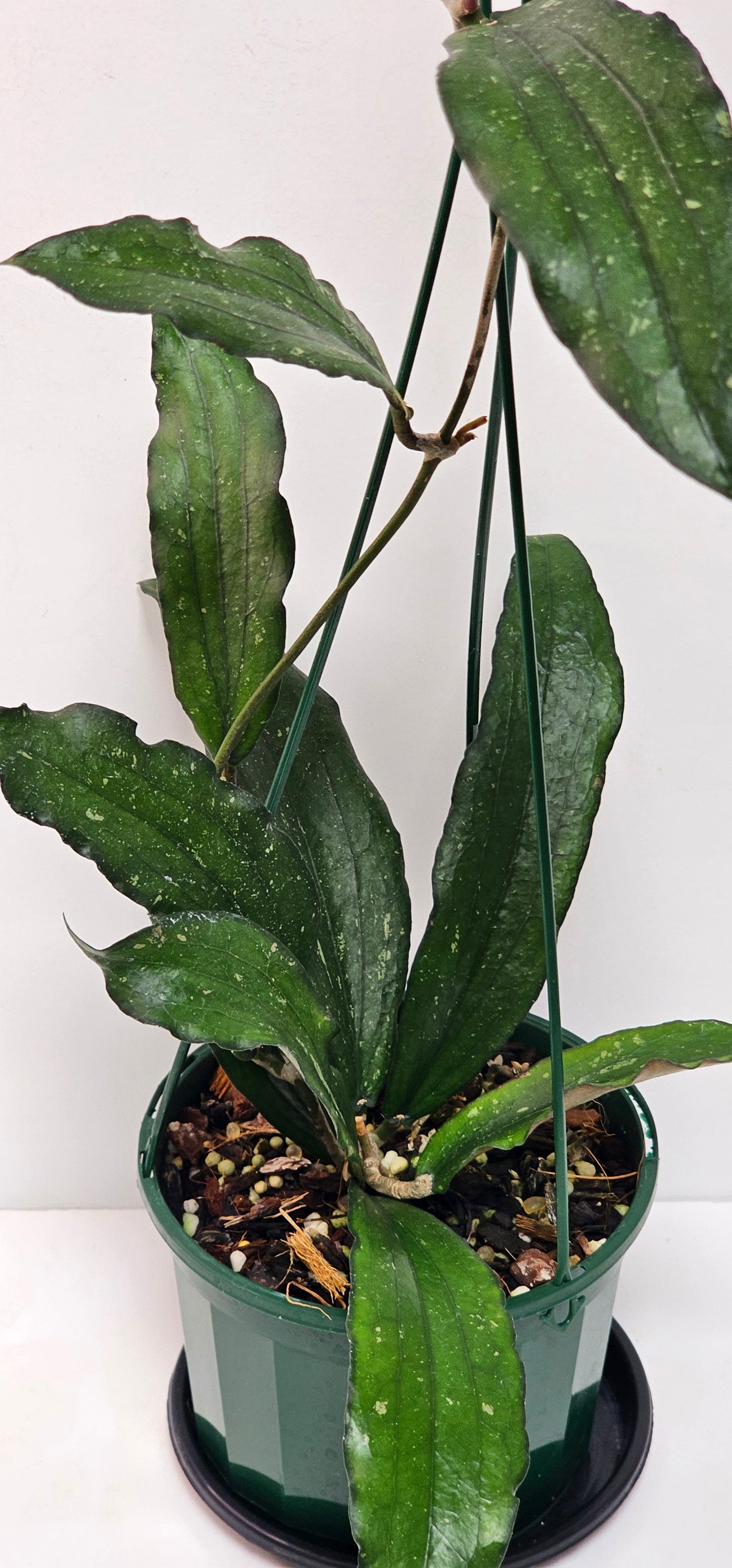 Hoya erythrina