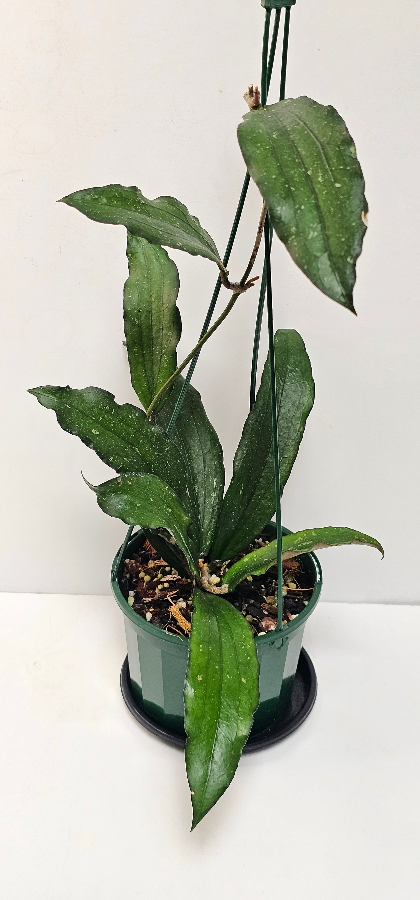 Hoya erythrina