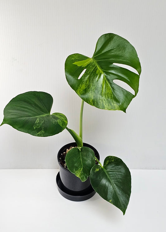 Monstera deliciosa 'Aurea' (Large Form)