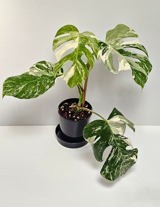 Monstera borsigiana 'Albomarginata'