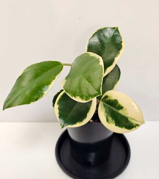 Hoya australis 'Blondie' or Outer Variegated