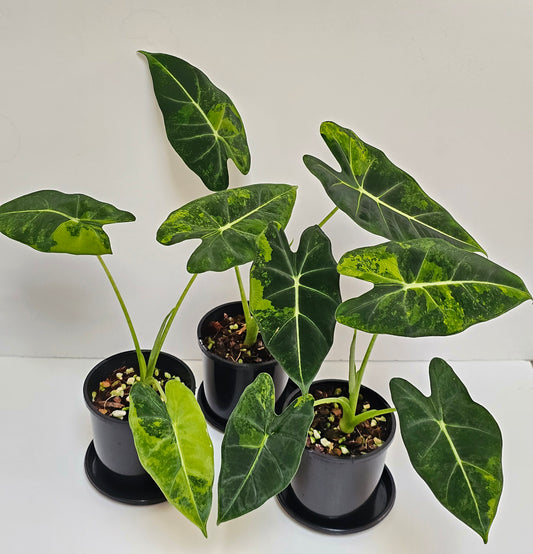 Alocasia frydek 'Aurea' or  Green On Green