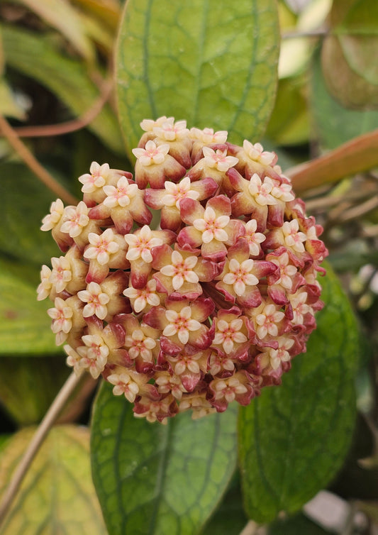 Custom Order for HQ (P1)