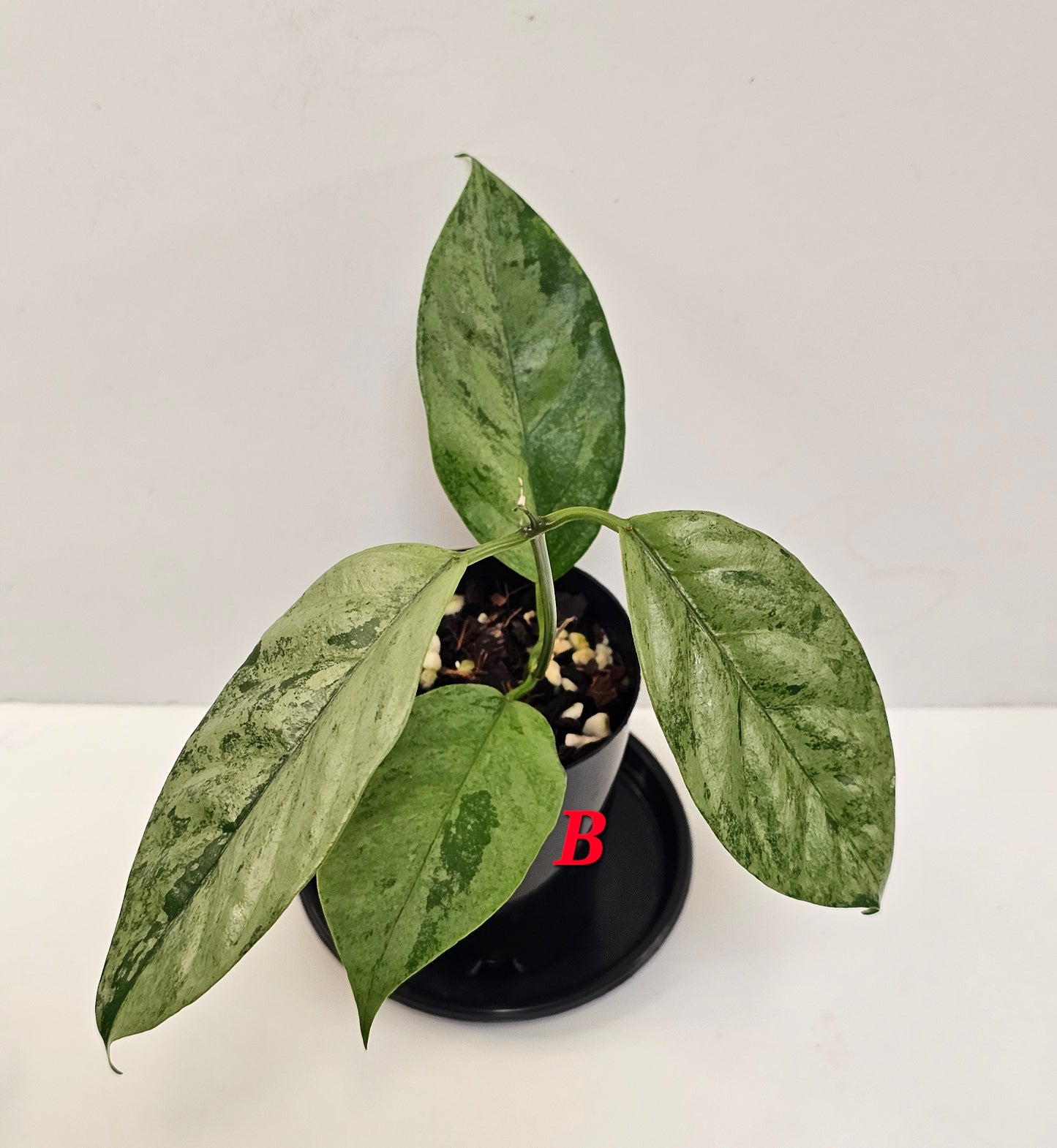 Hoya coriacea 'Silver'