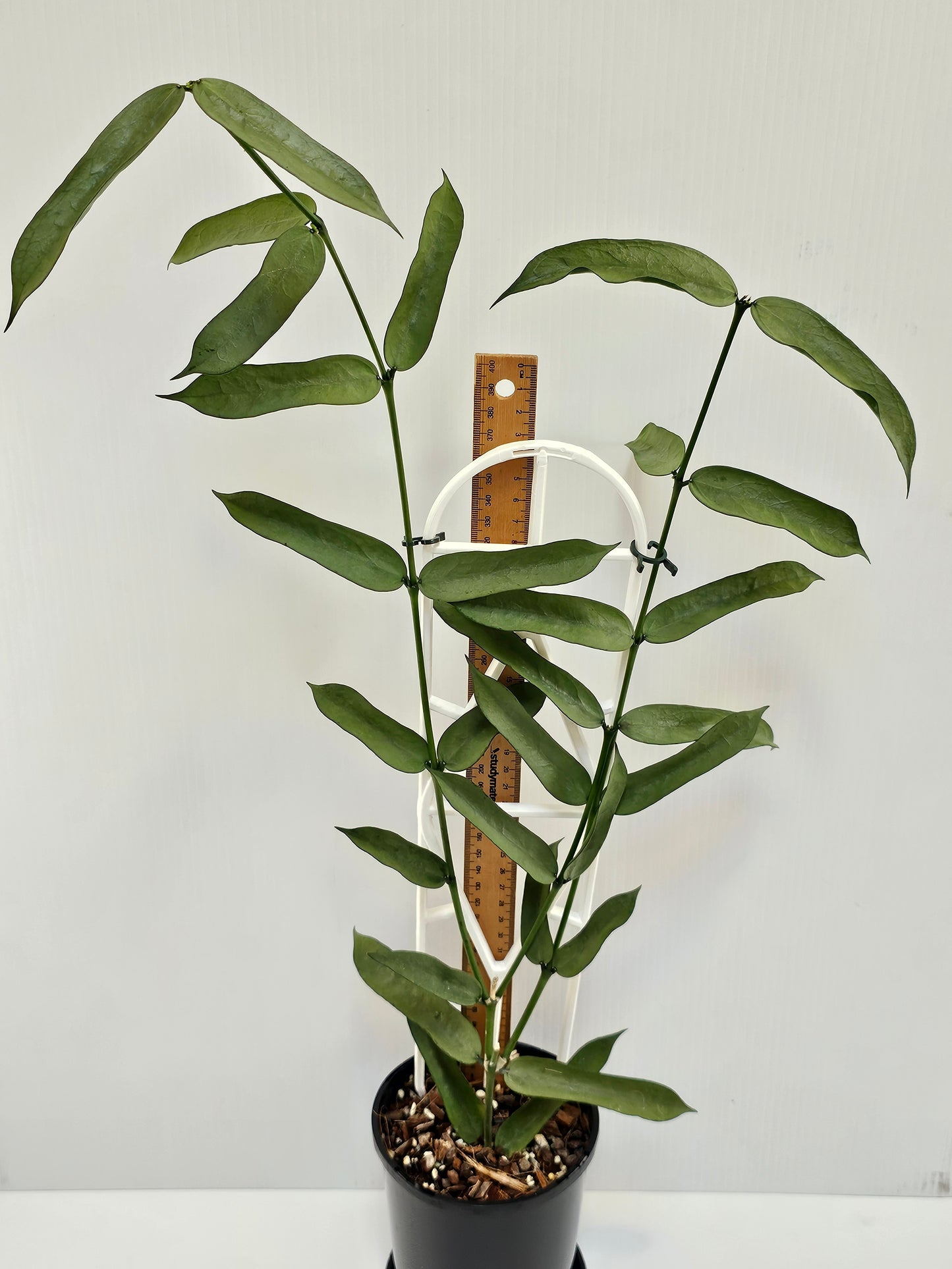 Hoya pandurata  'Tsiang Silver' #1