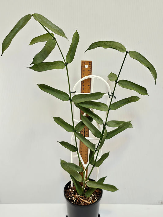 Hoya pandurata  'Tsiang Silver' #1