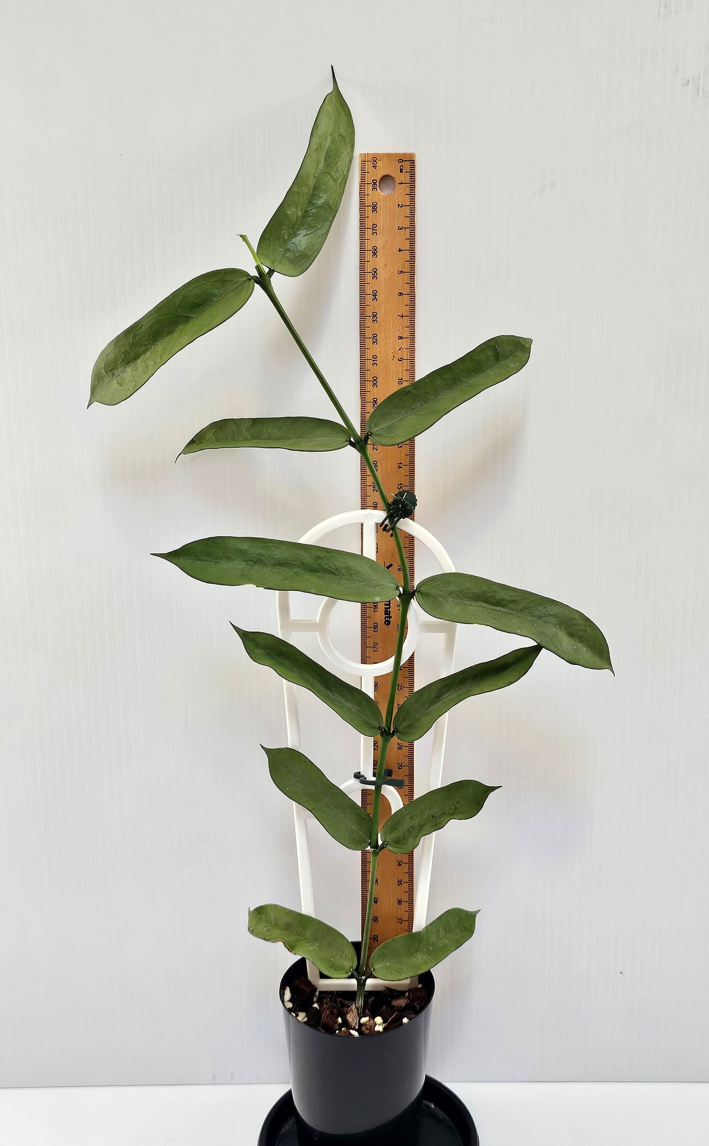 Hoya Pandurata 'Tsiang Silver' #2