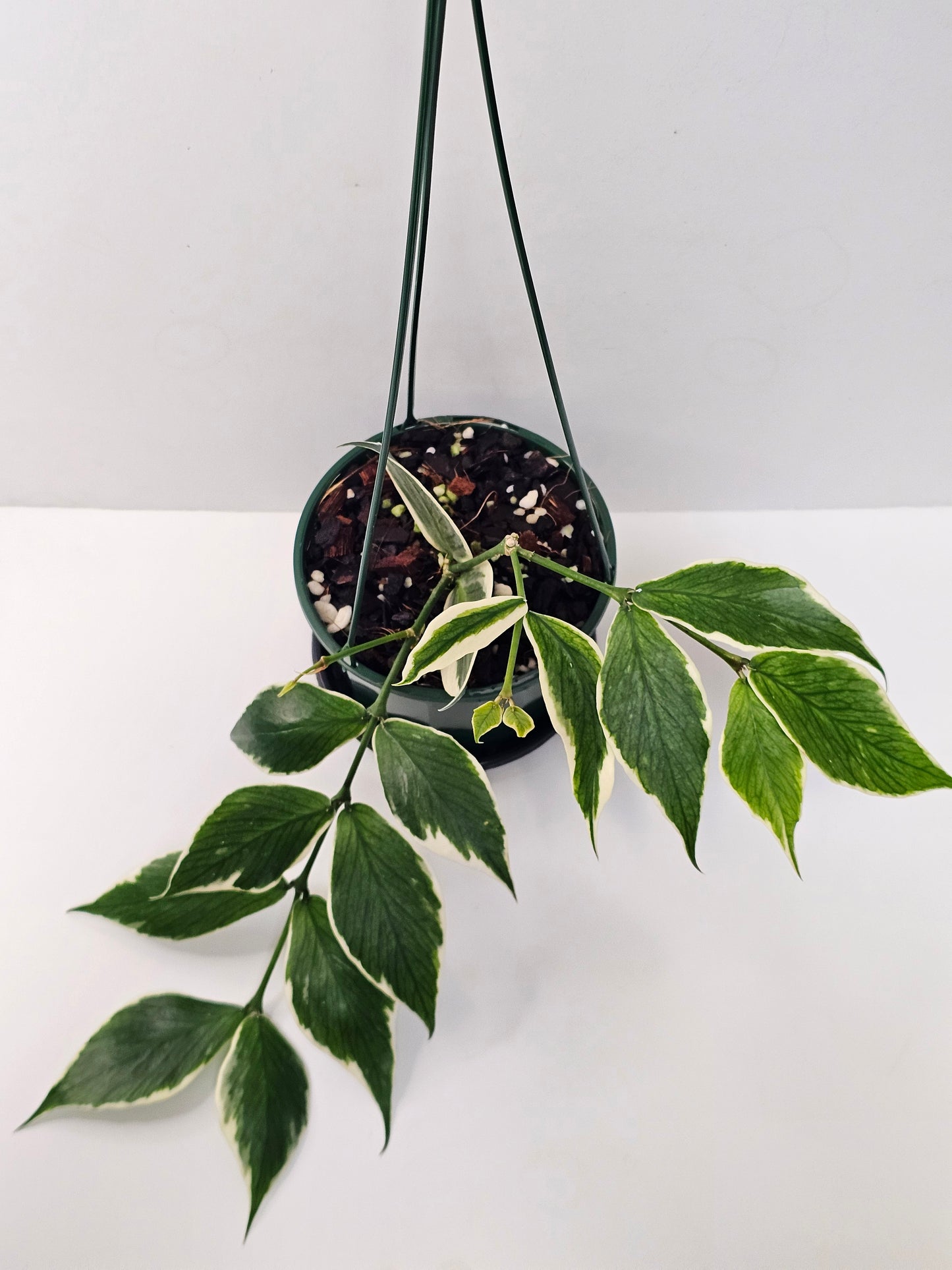 Hoya polyneura 'Albomarginata' (Hoya Fishtail)