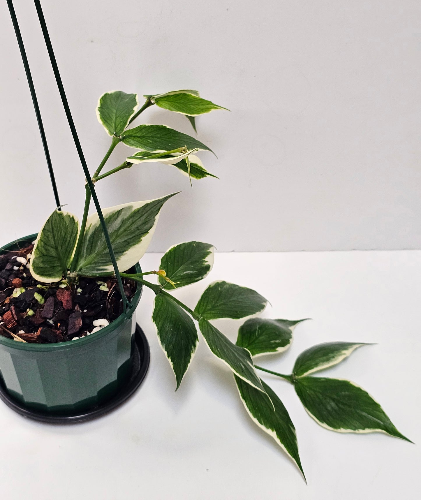 Hoya polyneura 'Albomarginata' (Hoya Fishtail)