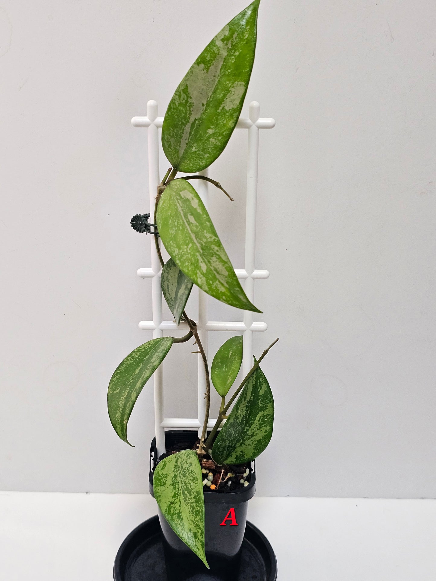 Hoya snow cui XQ 'High Silver Splash'