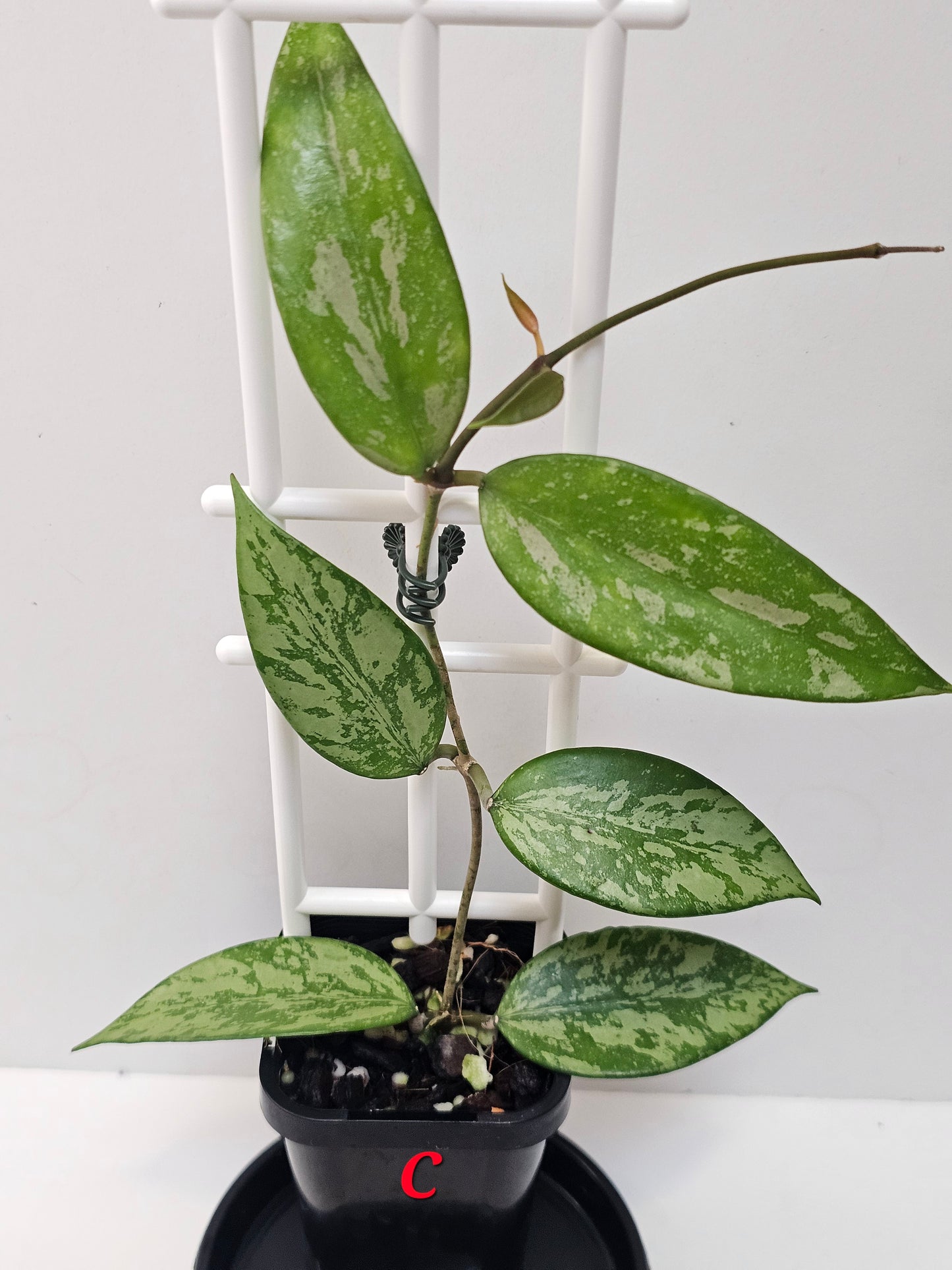 Hoya snow cui XQ 'High Silver Splash'