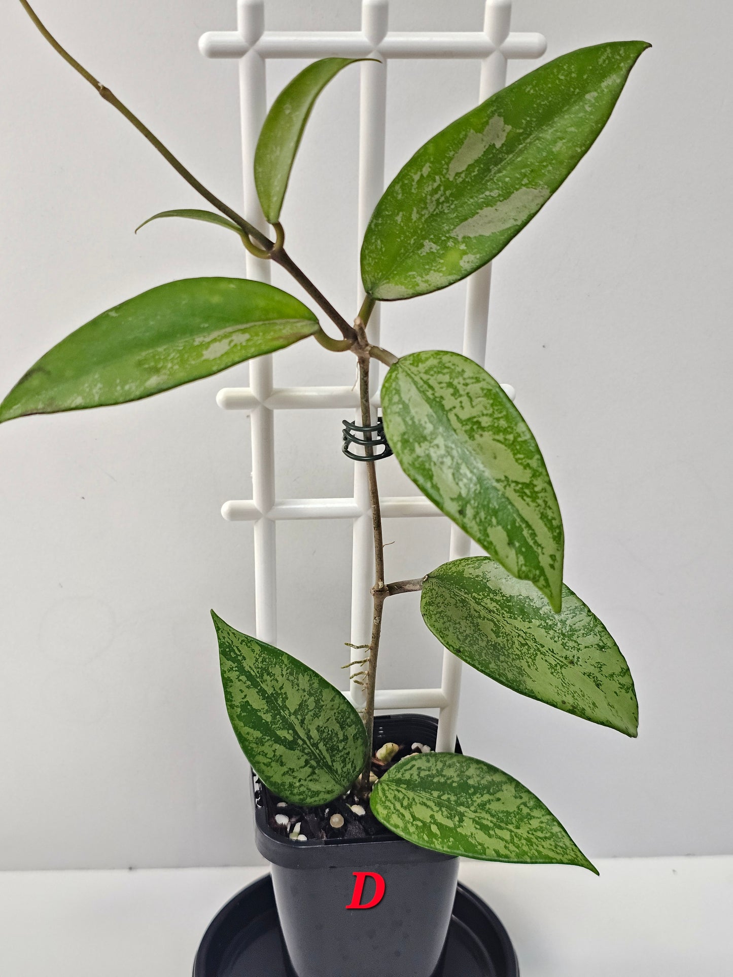 Hoya snow cui XQ 'High Silver Splash'