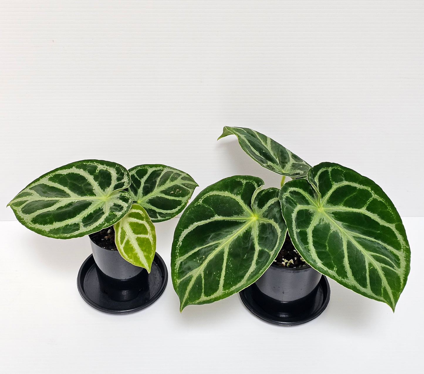 Anthurium doroyaki - Pure
