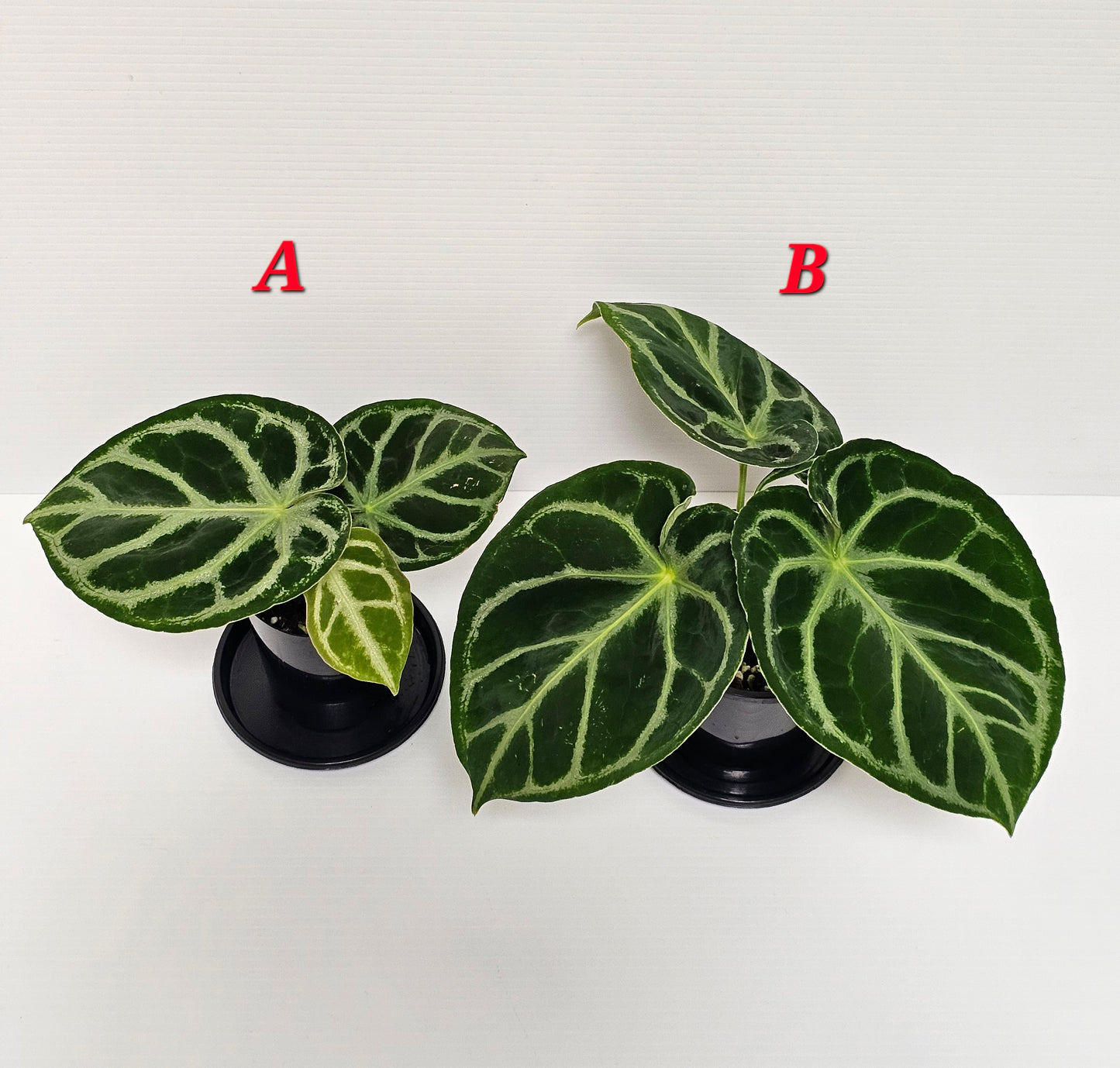 Anthurium doroyaki - Pure