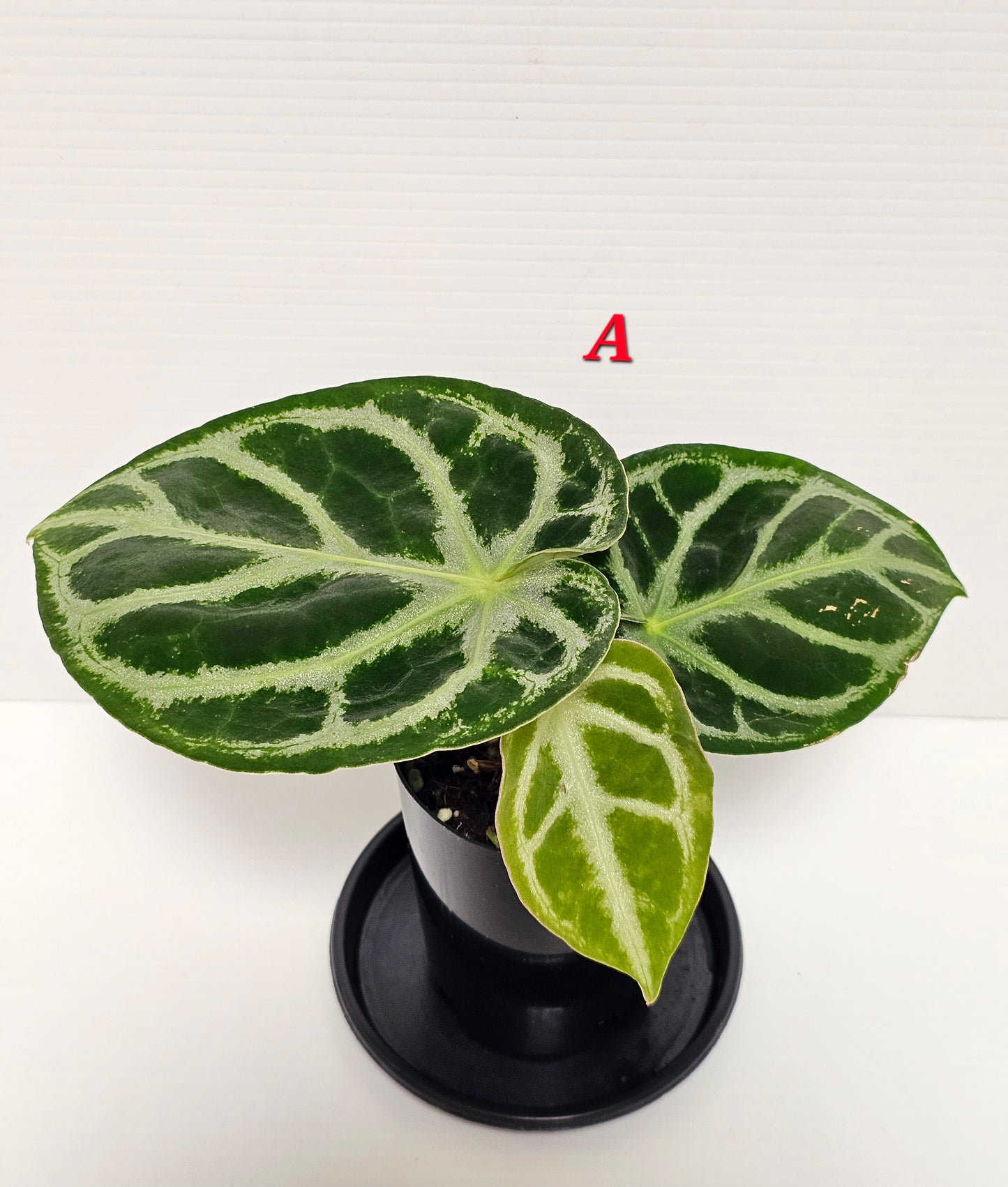 Anthurium doroyaki - Pure