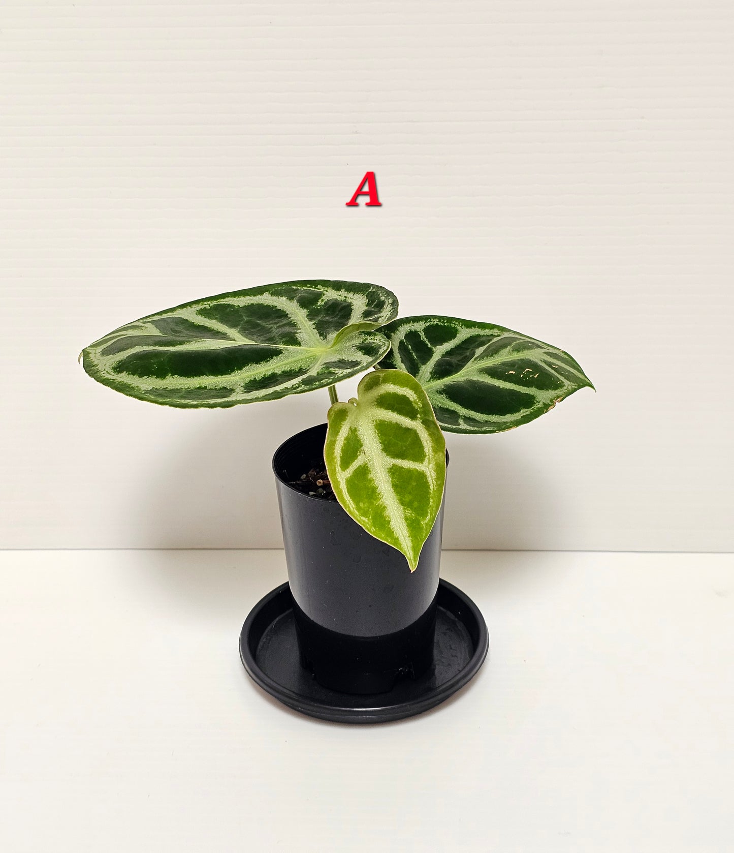Anthurium doroyaki - Pure