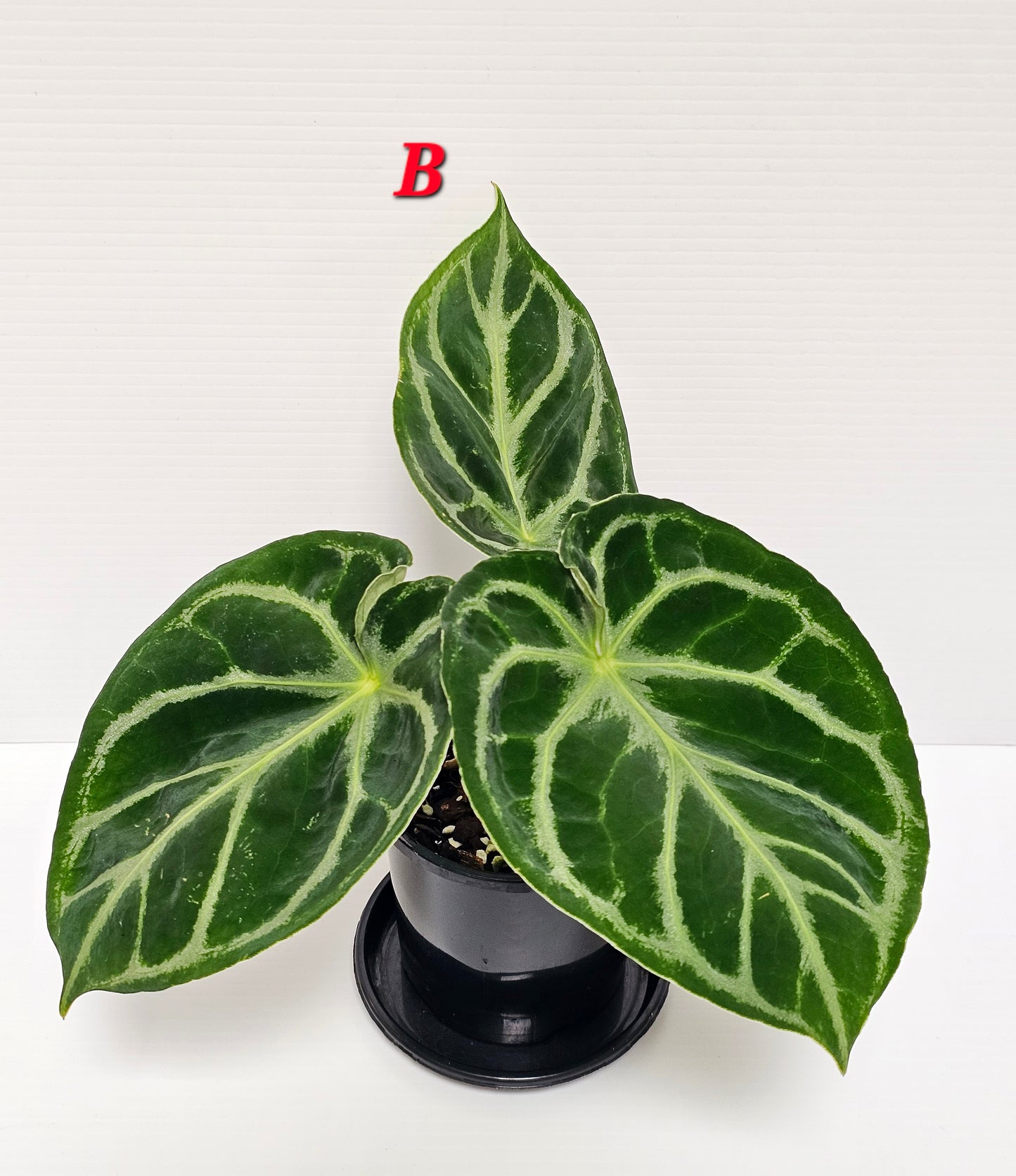 Anthurium doroyaki - Pure