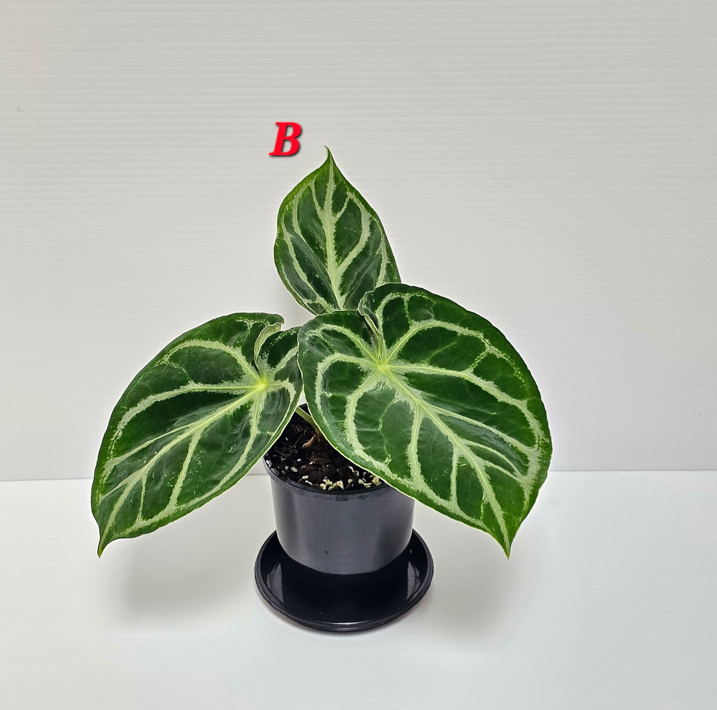 Anthurium doroyaki - Pure