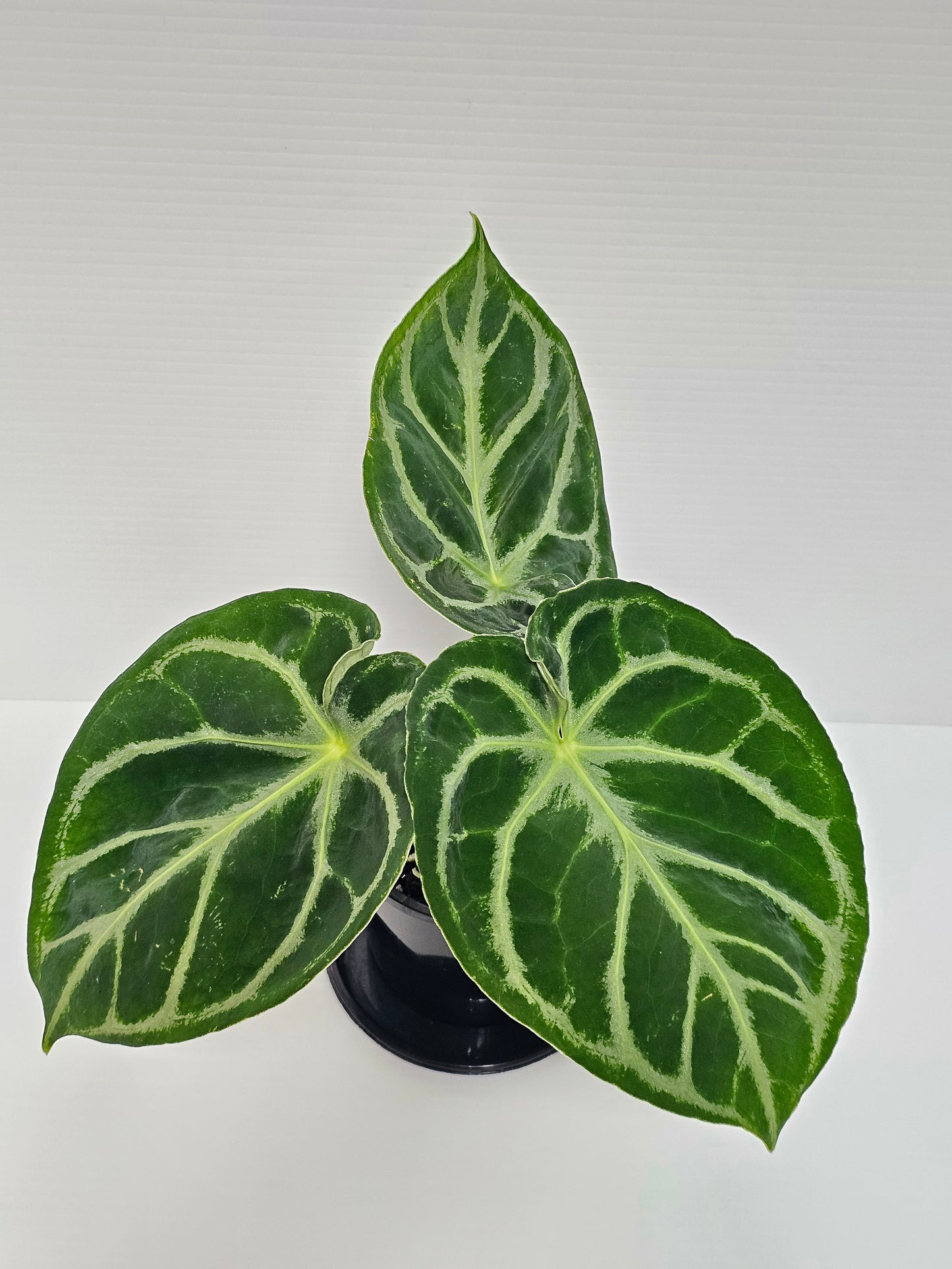 Anthurium doroyaki - Pure