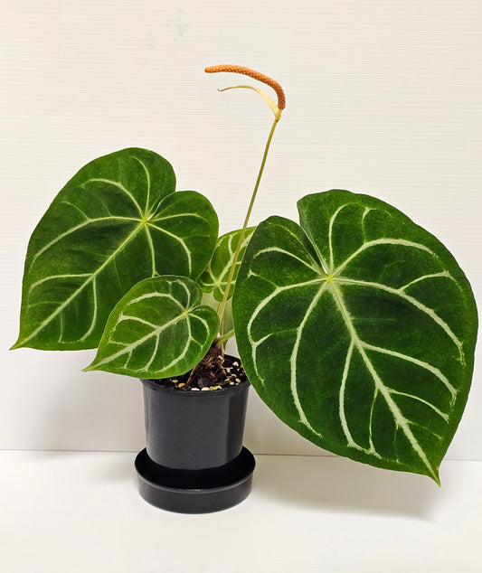 Anthurium doroyaki x