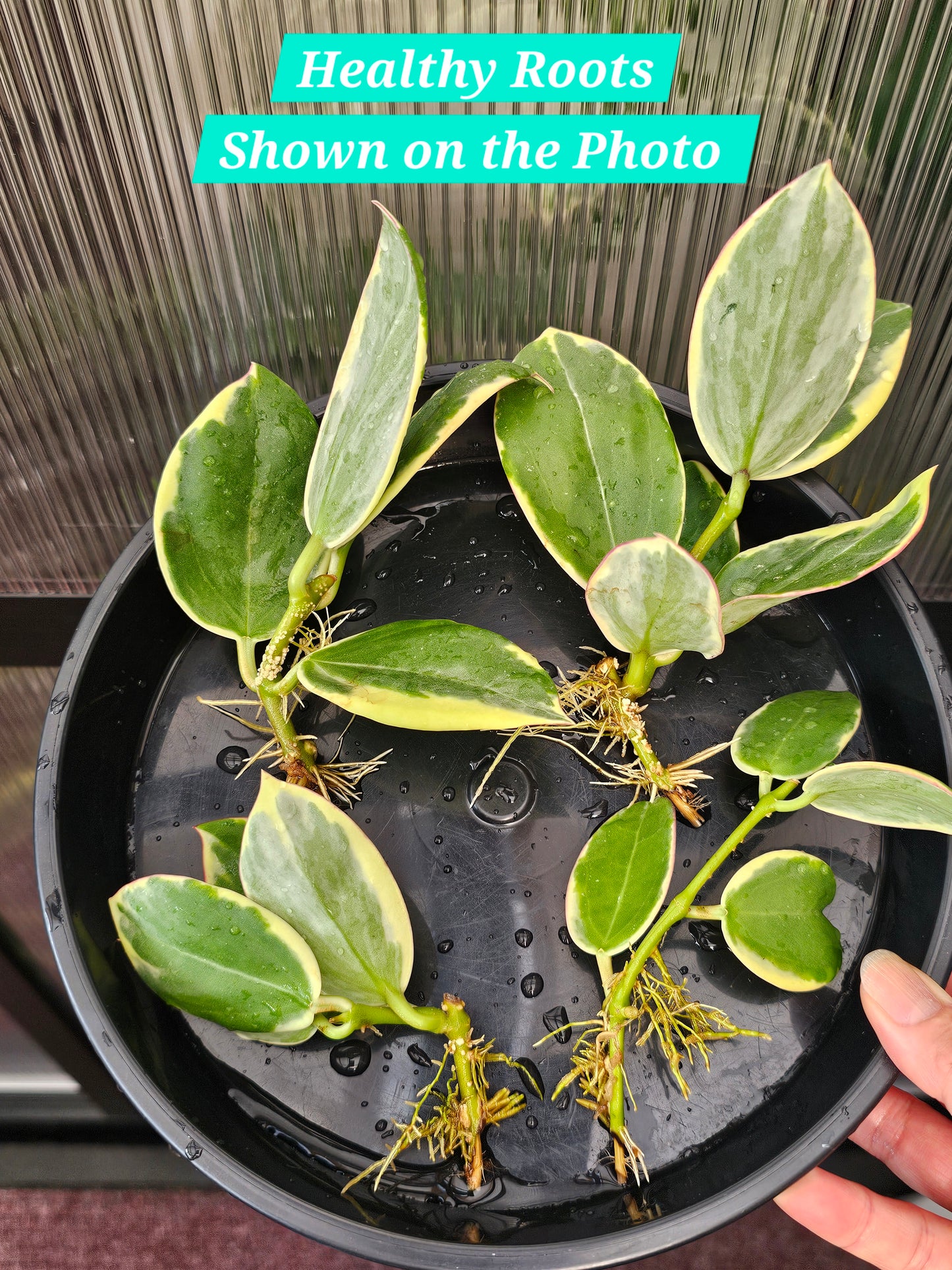 Hoya Sp. Para Albomarginata (Rooted Cutting)