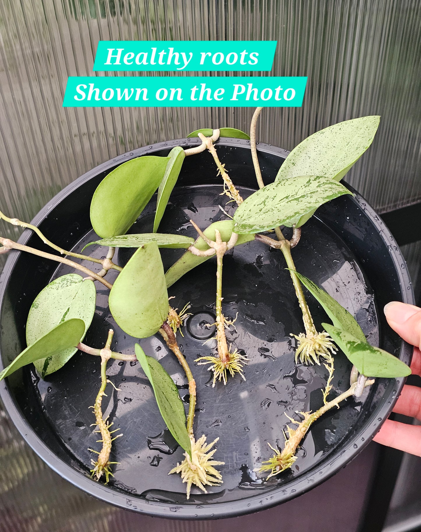 Hoya verticillata  'Silver Heart' (Rooted Cutting)
