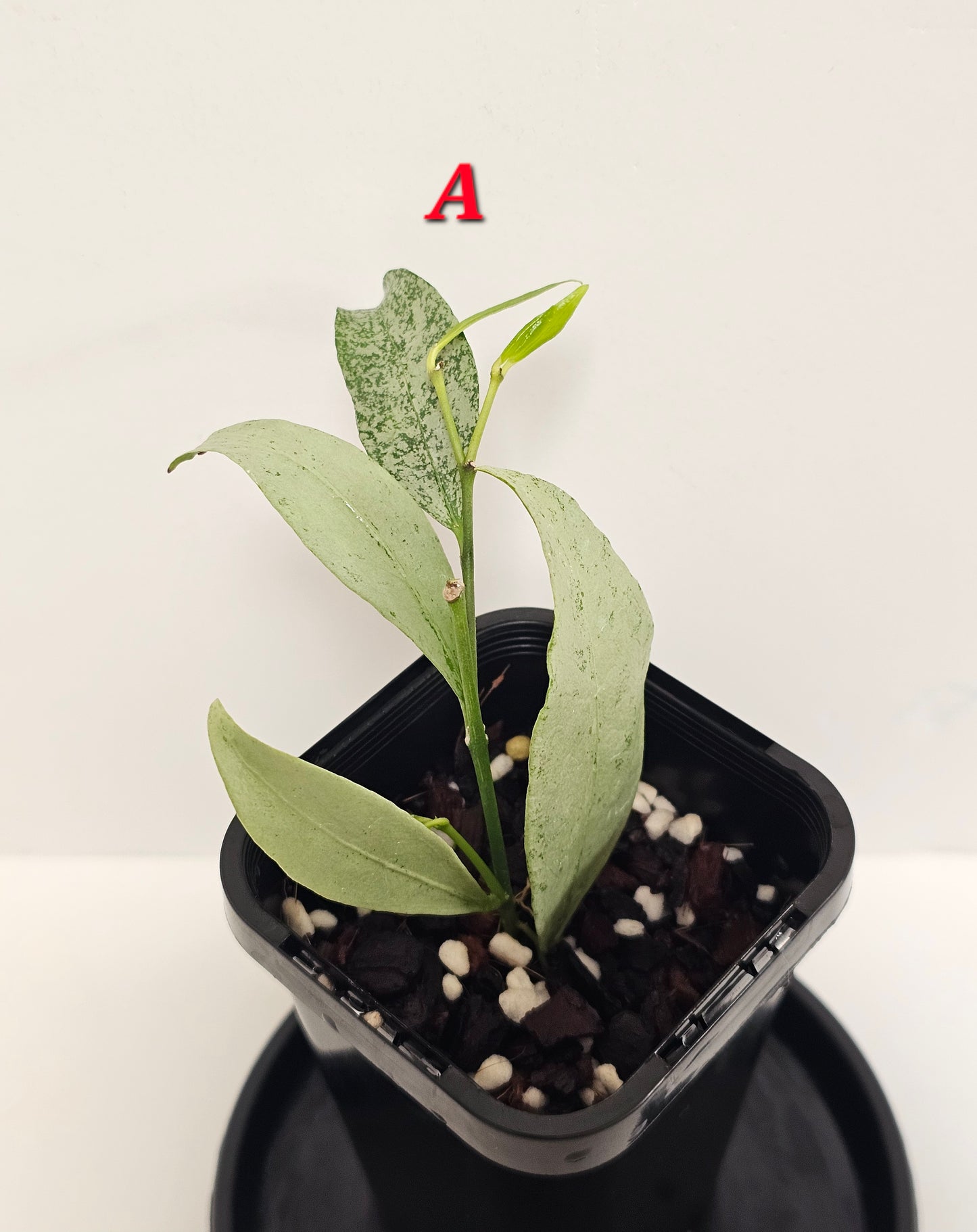 Hoya amicabilis 'Silver' RARE