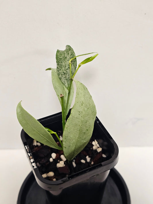 Hoya amicabilis 'Silver' RARE