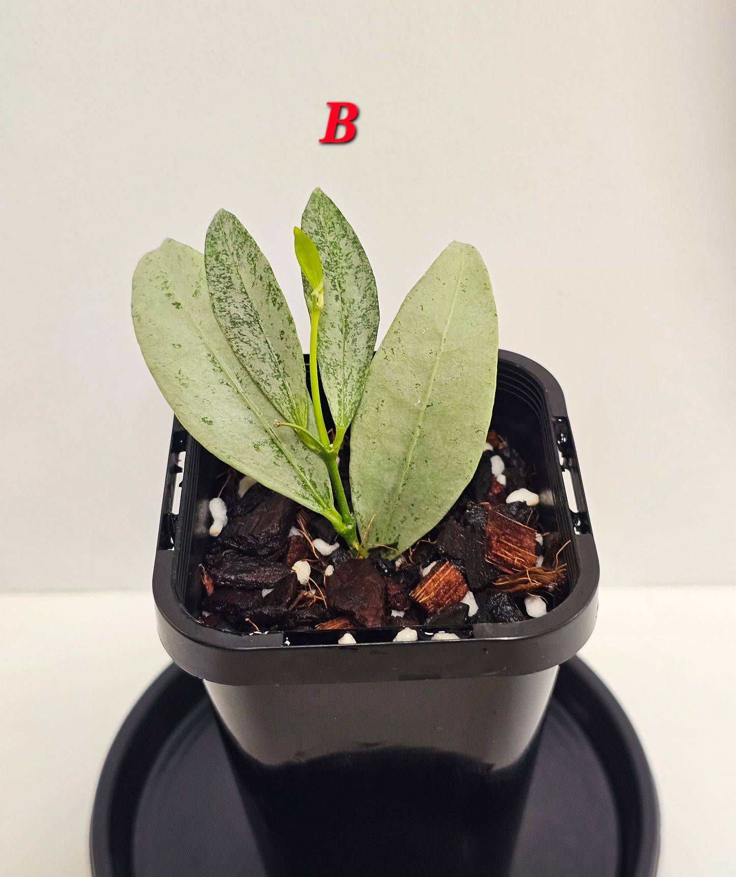 Hoya amicabilis 'Silver' RARE